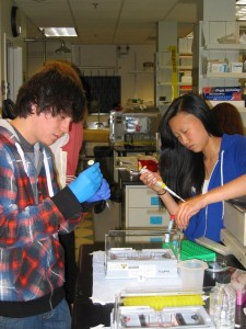 Students load gels during DNA purification and sequencing.